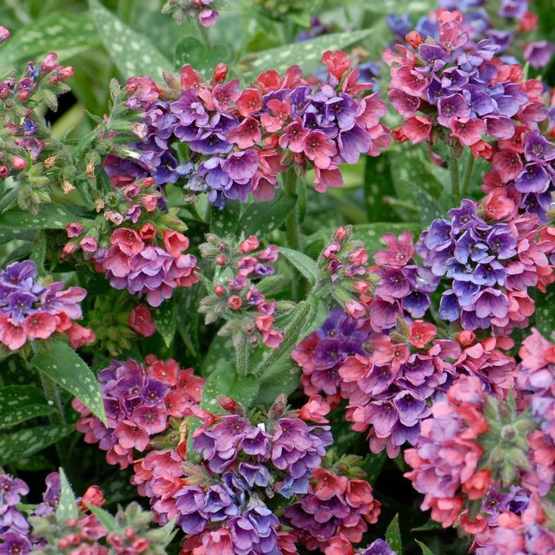 Pulmonaria x Raspberry Splash