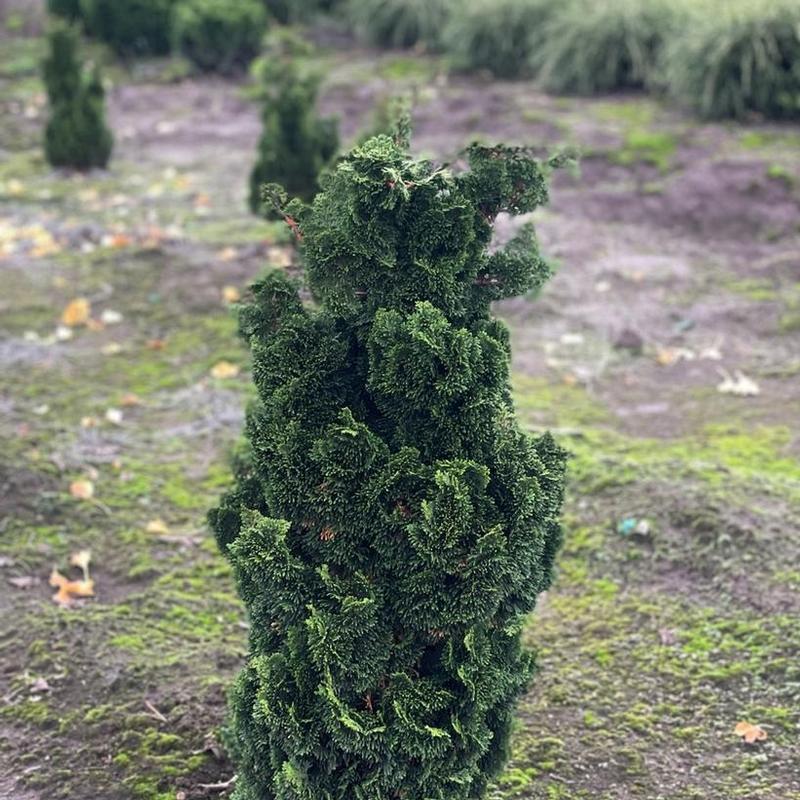 Chamaecyparis obtusa Bess