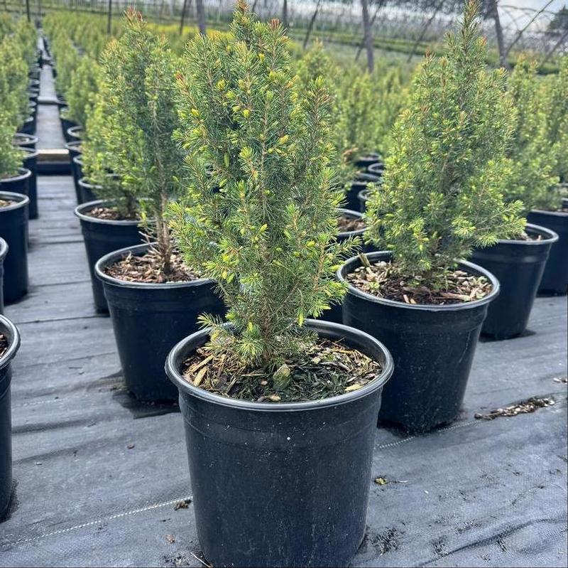 Picea glauca Spruce It Up™