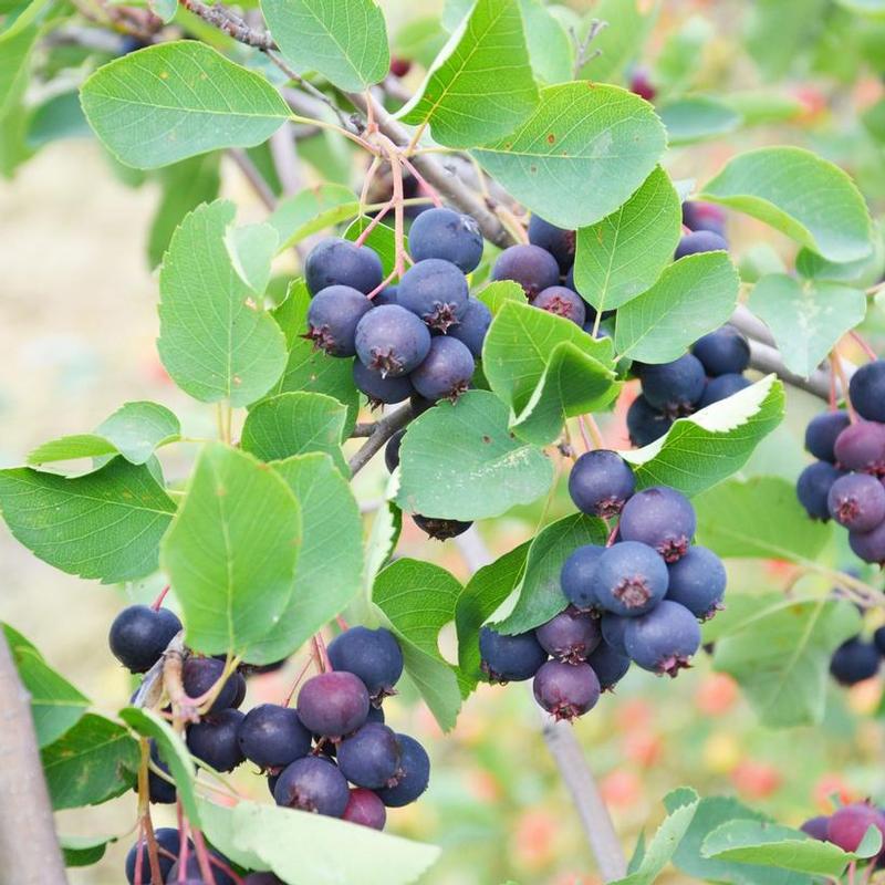 Saskatoon Berry Martin