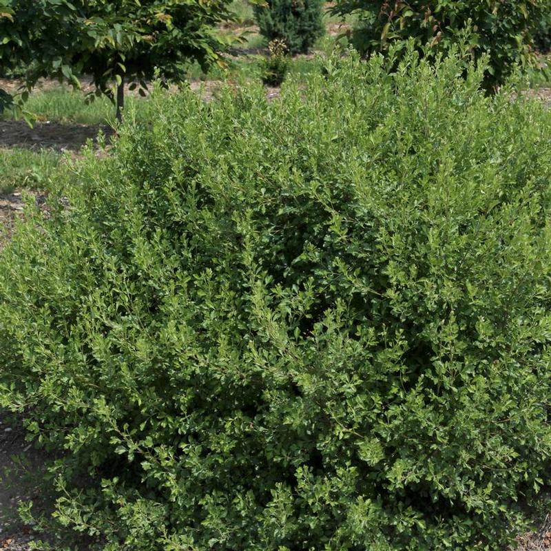 Rhus aromatica Lacette&trade;