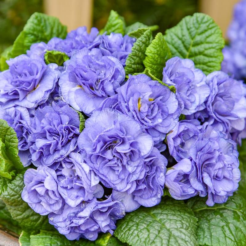 Primula vulgaris Bouquet Perfect™ Kerbelbluwat