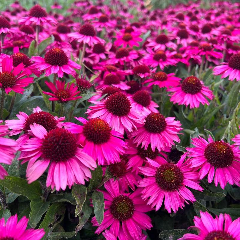 Echinacea purpurea Popular Pink