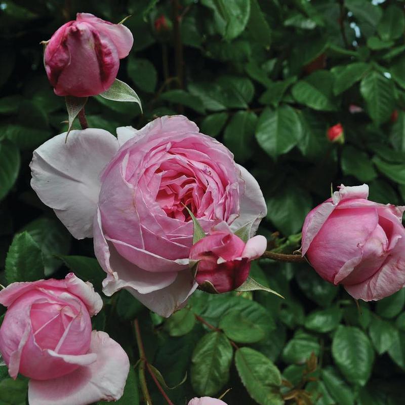 Rosa Arborose&reg; KORnagelio