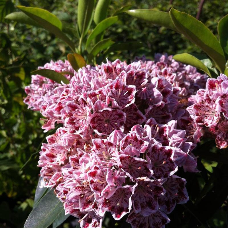 Kalmia latifolia Minuet