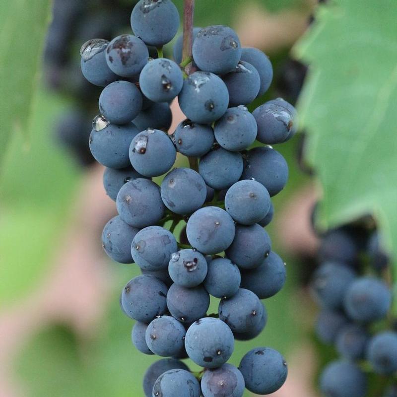 Grape Montreal Blue