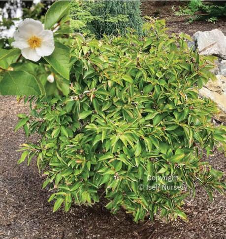 Stewartia koreana Bashful Iseli&reg;