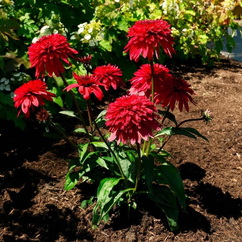 Echinacea x Double Scoop&trade; Strawberry Deluxe