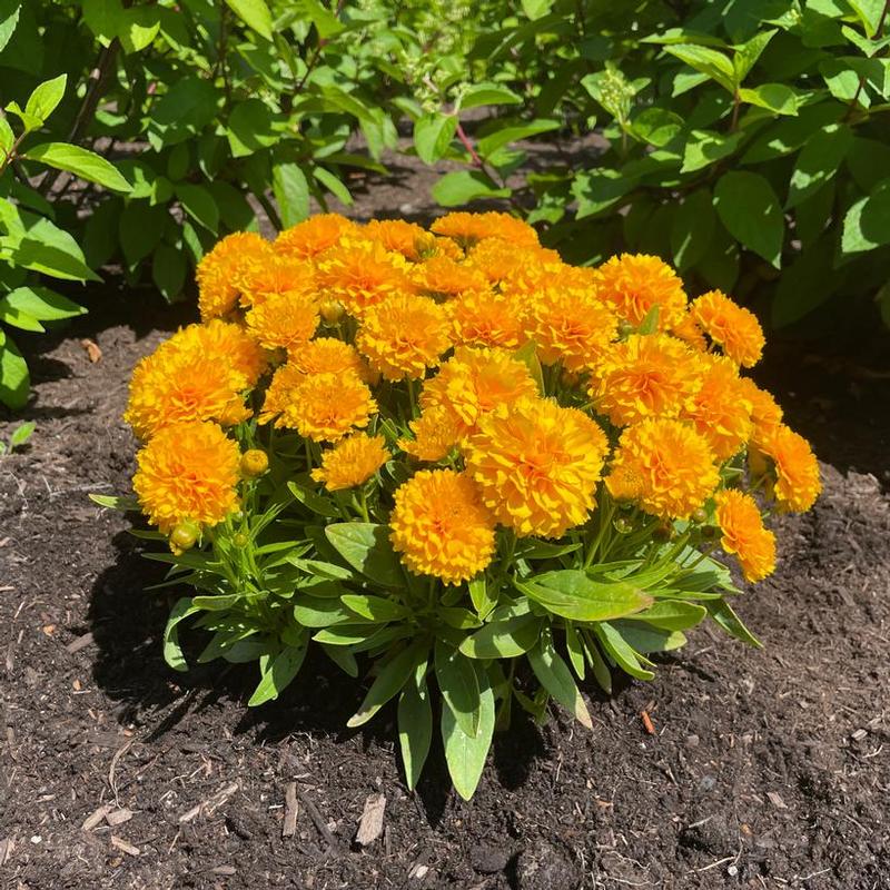 Coreopsis x Solanna&trade; Golden Sphere