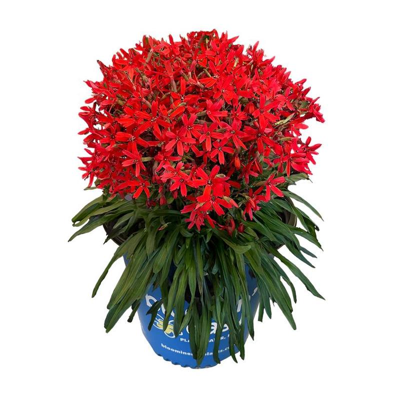 Silene virginica Forged by Fire