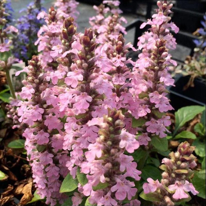 Ajuga reptans Rosea