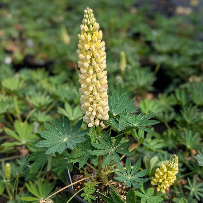 Lupinus polyphyllus Gallery&trade; Gallery Yellow