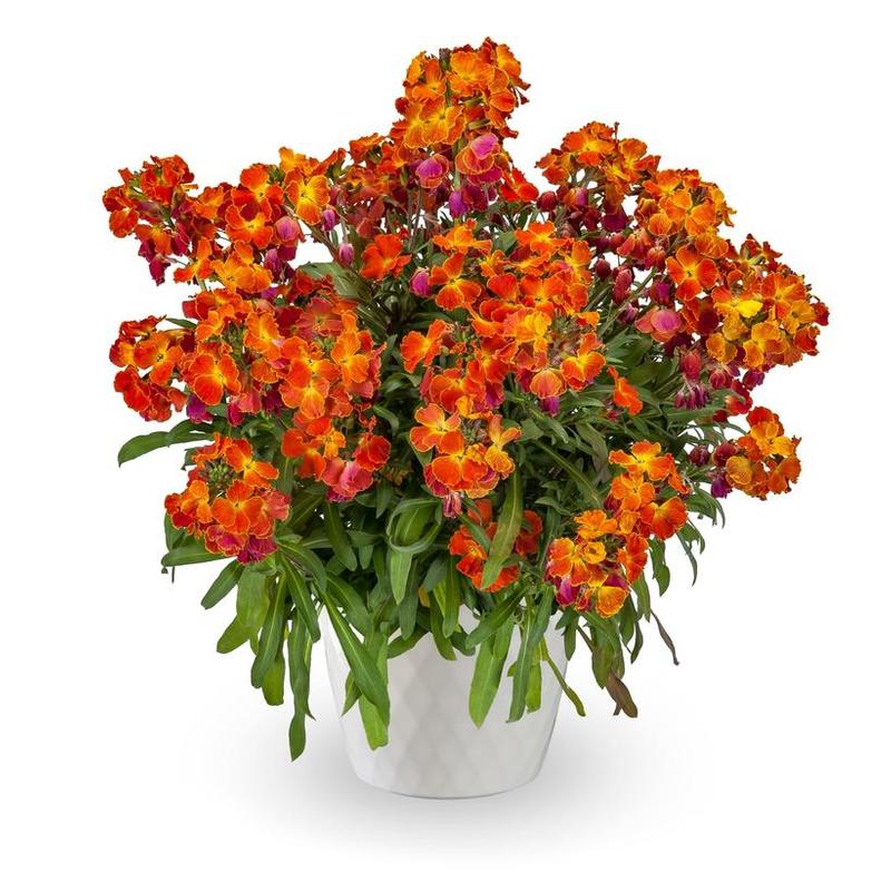 Erysimum linifolium Erysistible&trade; Erysistible&trade; Fire