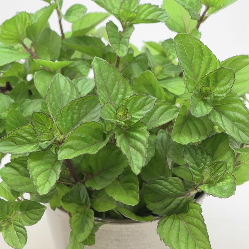 Mentha piperita Orange
