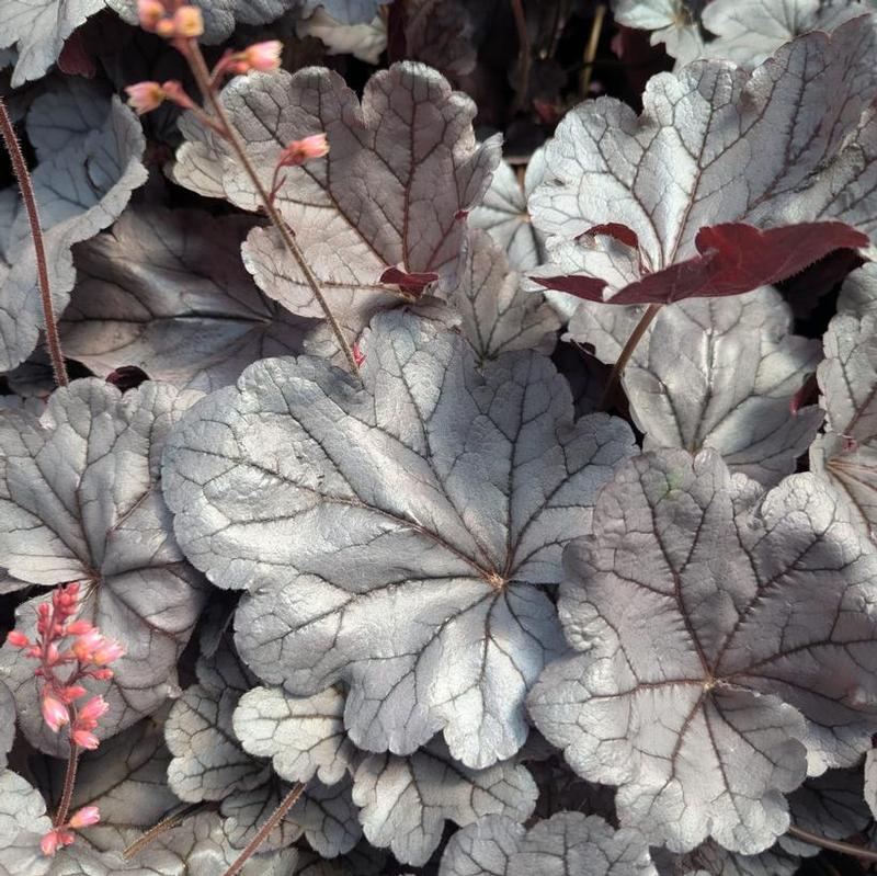 Heuchera x Indian Summer Silverberry (Indian Summer)