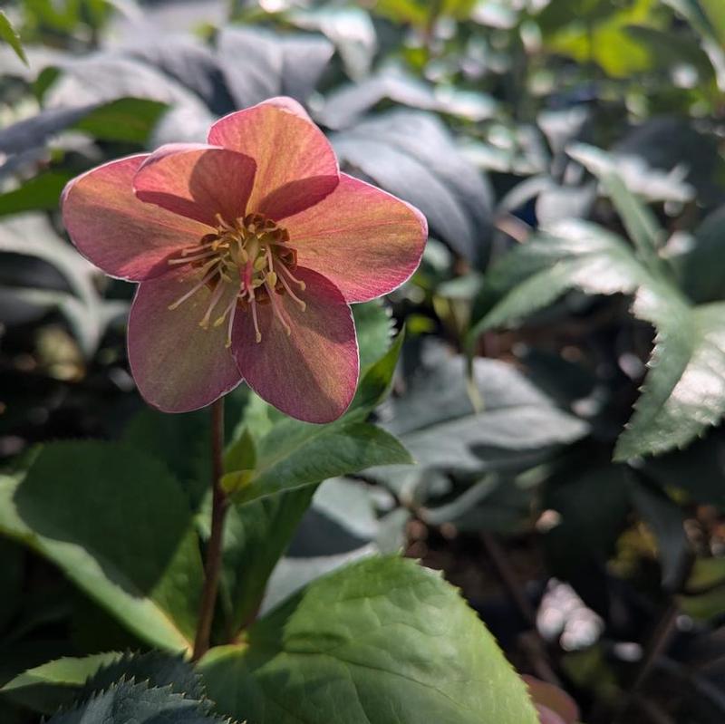 Helleborus x Ice n' Roses Gold Collection® Rosado