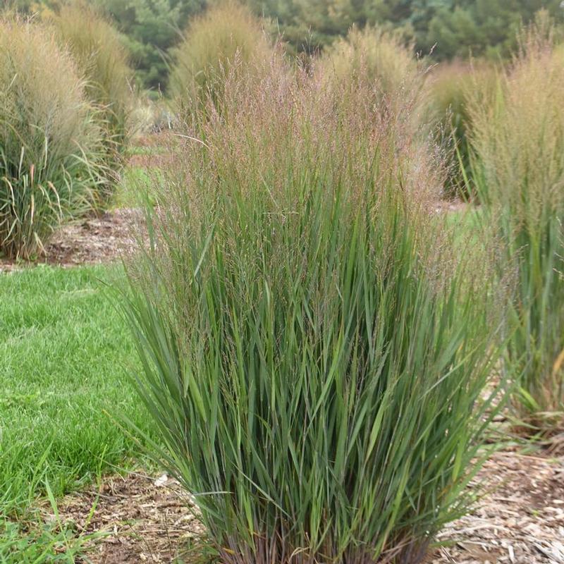 Panicum virgatum Half Pint