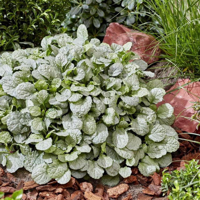 Ajuga tenorii Princess Elsa