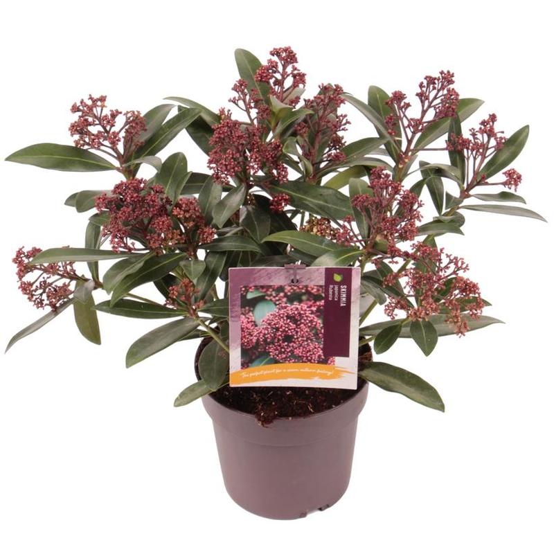 Skimmia japonica Moerings 3
