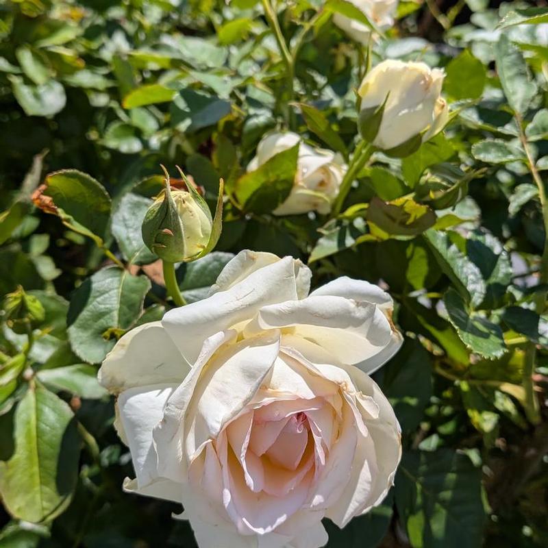 Rosa Romantica&reg; Meiviowit