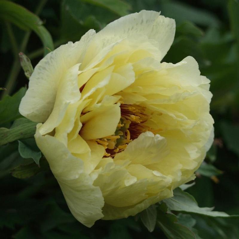 Paeonia suffruticosa High Noon