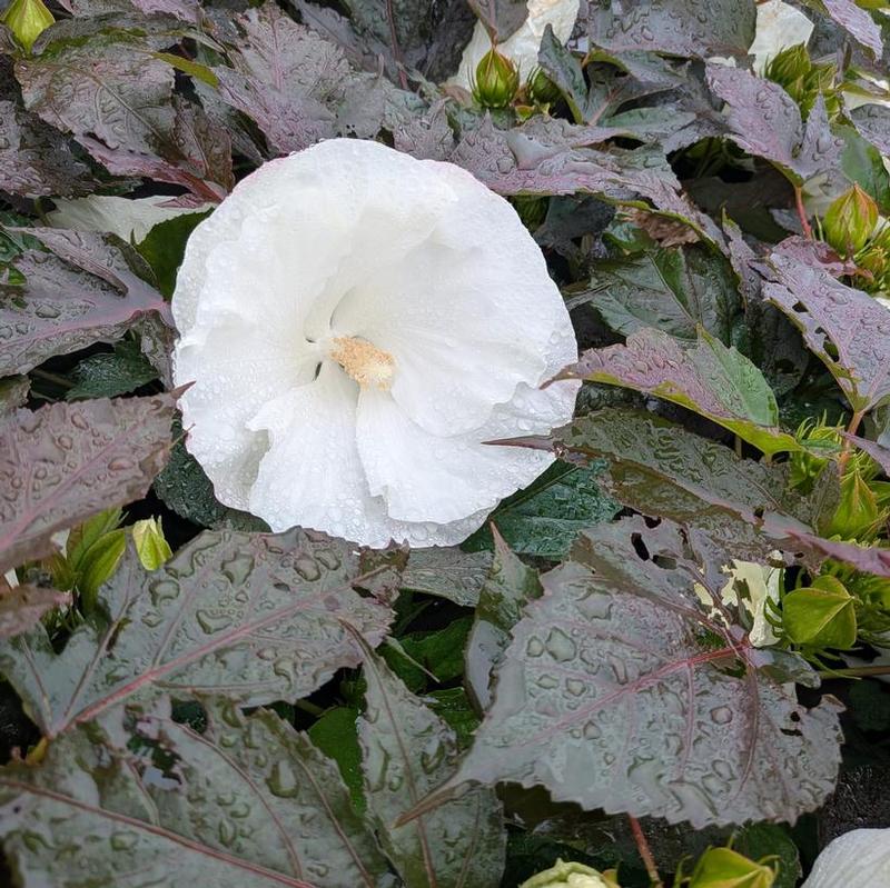 Hibiscus x Summerific&reg; Cookies and Cream