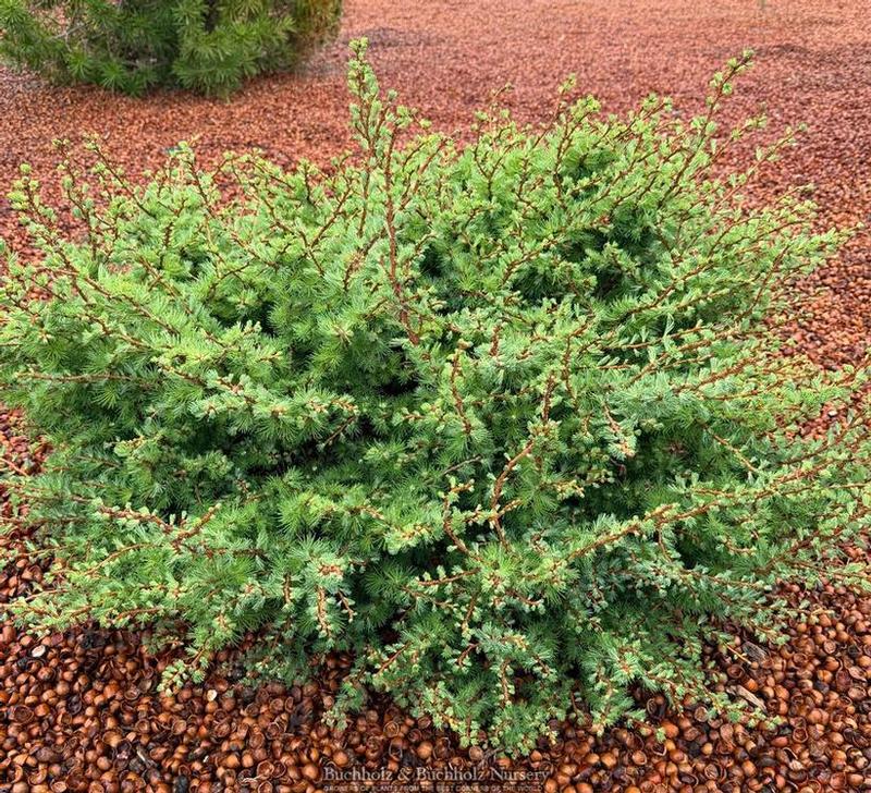 Larix kaempferi Twisted Sister