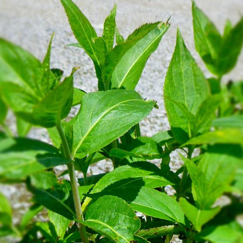 Diervilla rivularis Morton