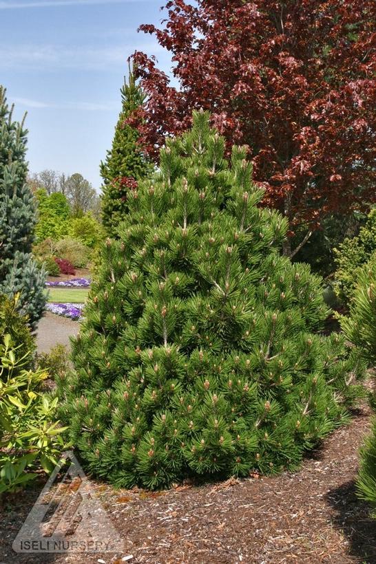 Pinus heldreichii var. leucodermis Irish Bell