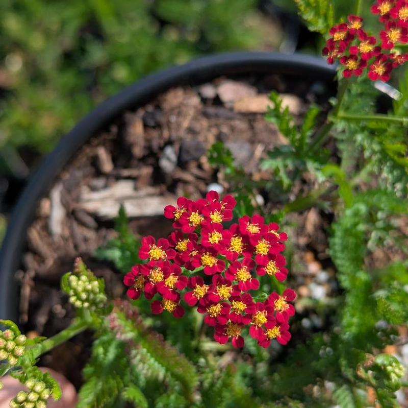 Achillea millefolium New Vintage Red
