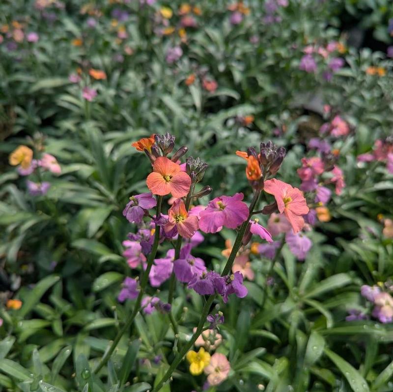 Erysimum linifolium Erysistible&trade; Erysistible&trade; Magenta