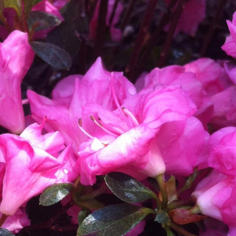 Azalea (Rhododendron) Rosebud