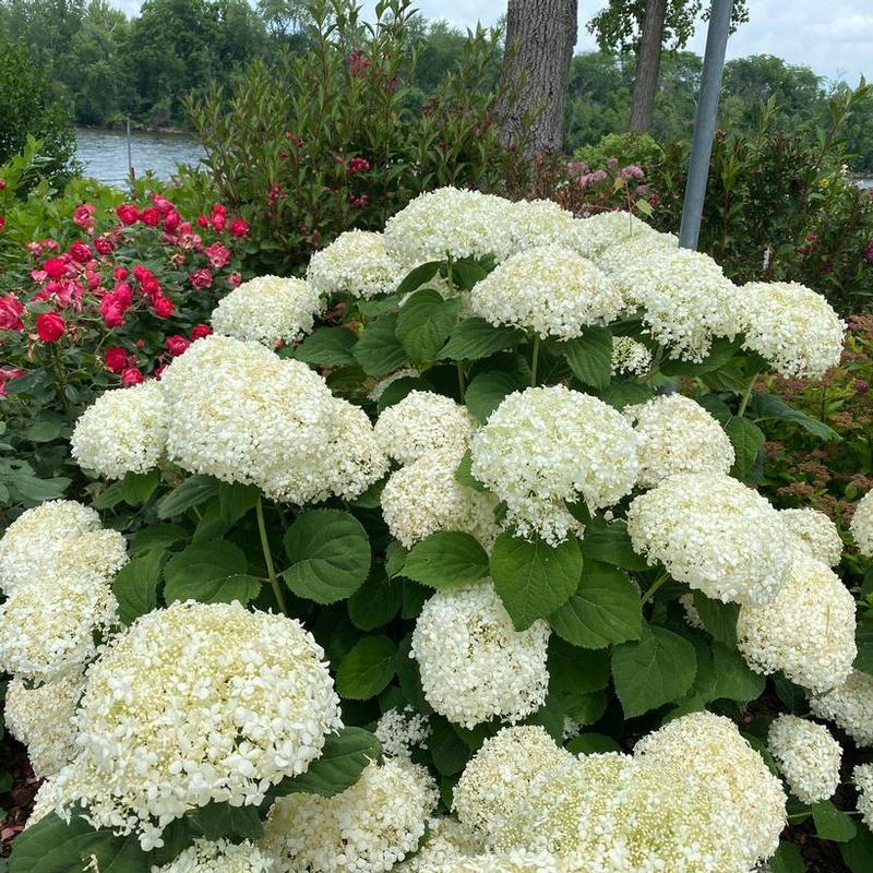 Hydrangea arborescens Incrediball SMNHAGOV