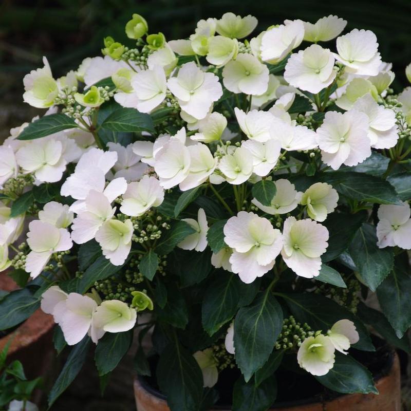 Hydrangea x Fairytrail Fairytrail Bride&reg;