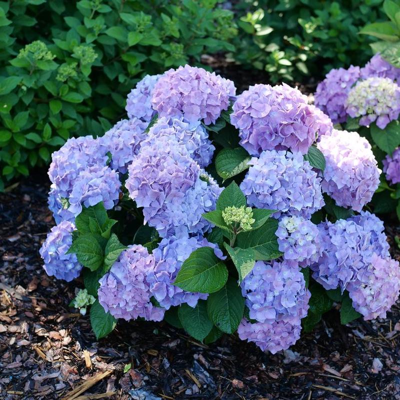 Hydrangea macrophylla x serrata Let's Dance&reg; Let's Dance Sky View&reg;