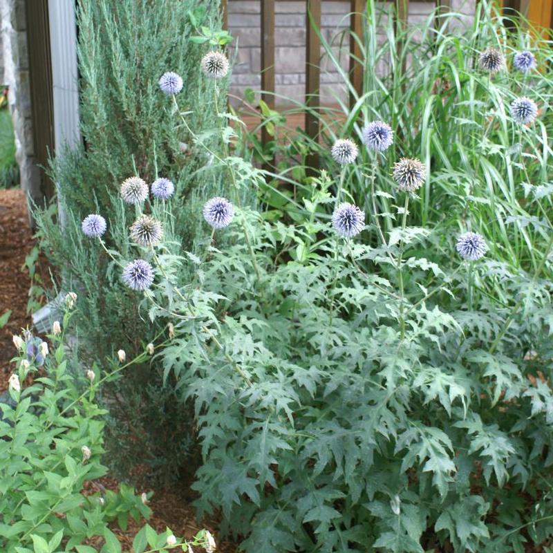 Echinops ritro 