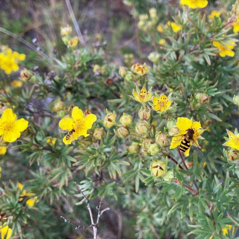 Potentilla fruticosa 