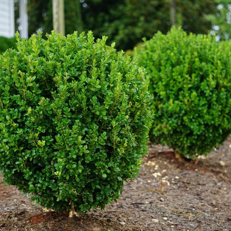 Buxus x NewGen&reg; Boxwood SB 300