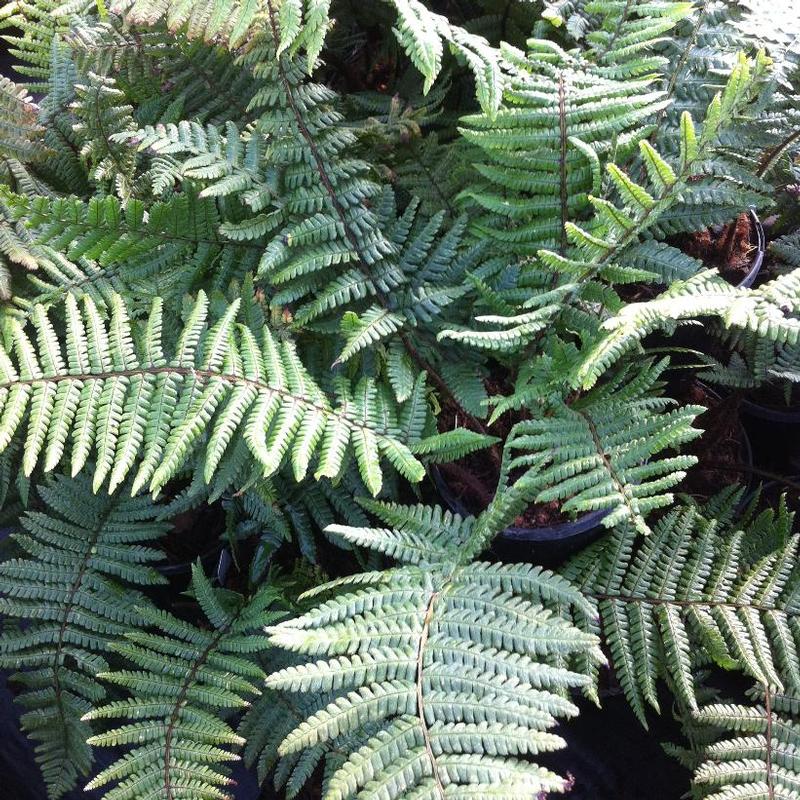 Dryopteris wallichiana 