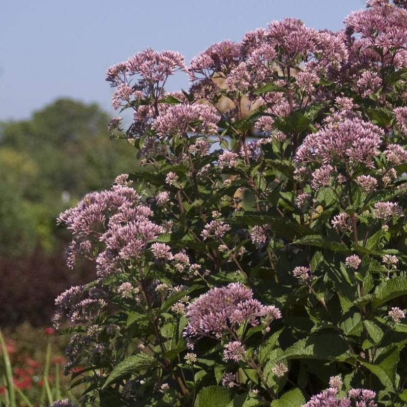 Eupatorium maculatum Gateway
