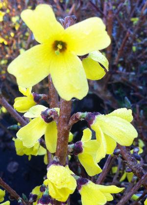 Forsythia ovata Ottawa