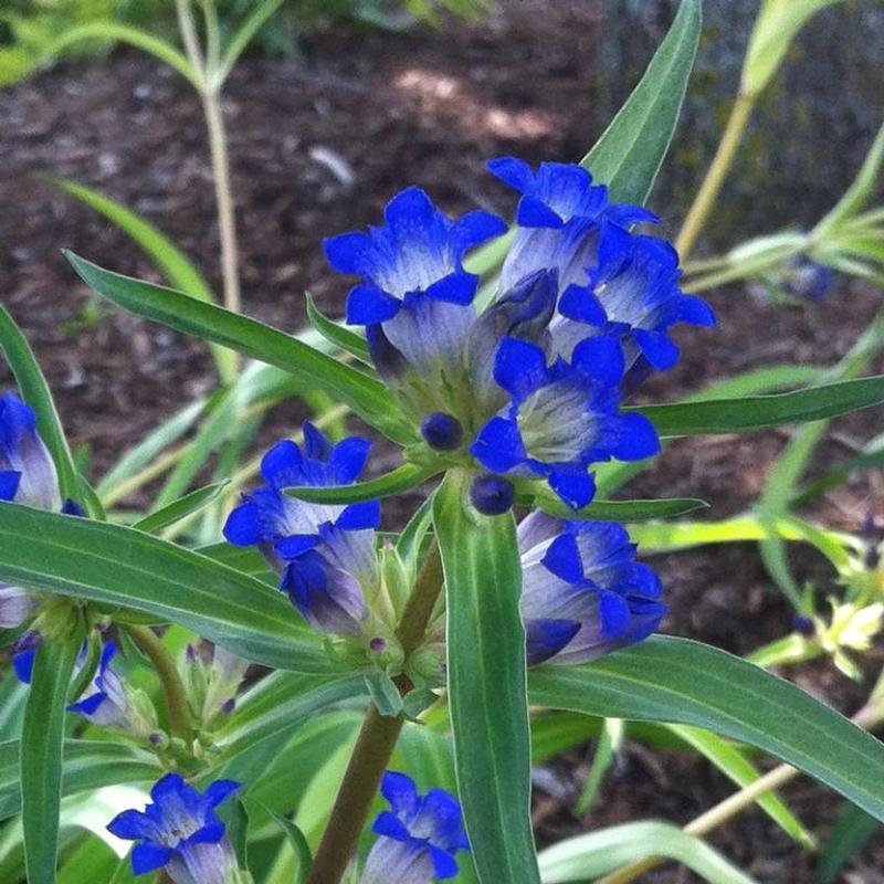 Gentiana dahurica 
