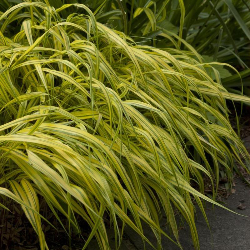 Hakonechloa macra Aureola