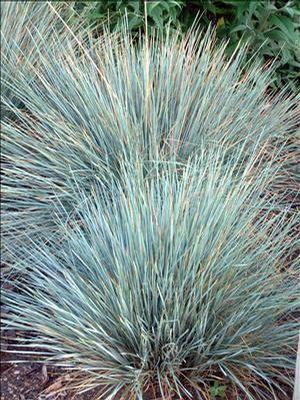 Helictotrichon sempervirens Saphirsprudel