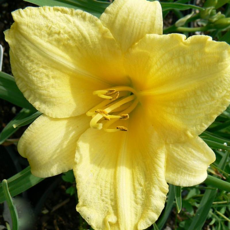 Hemerocallis Happy Returns