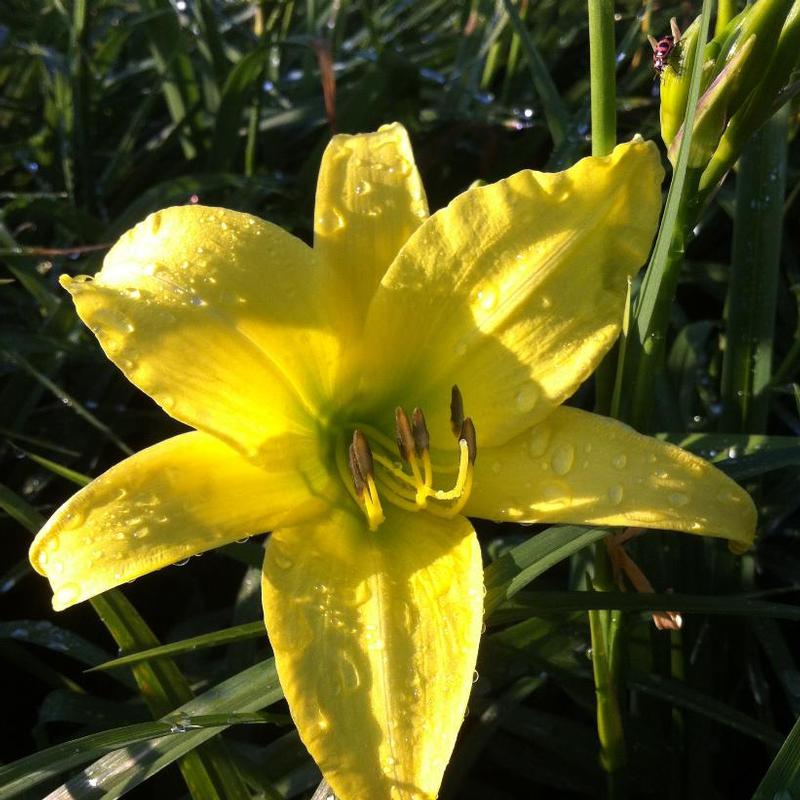 Hemerocallis Hyperion