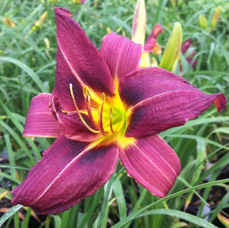 Hemerocallis Little Wine Cup