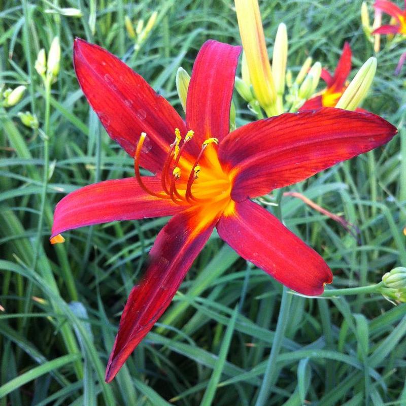 Hemerocallis Sammy Russell