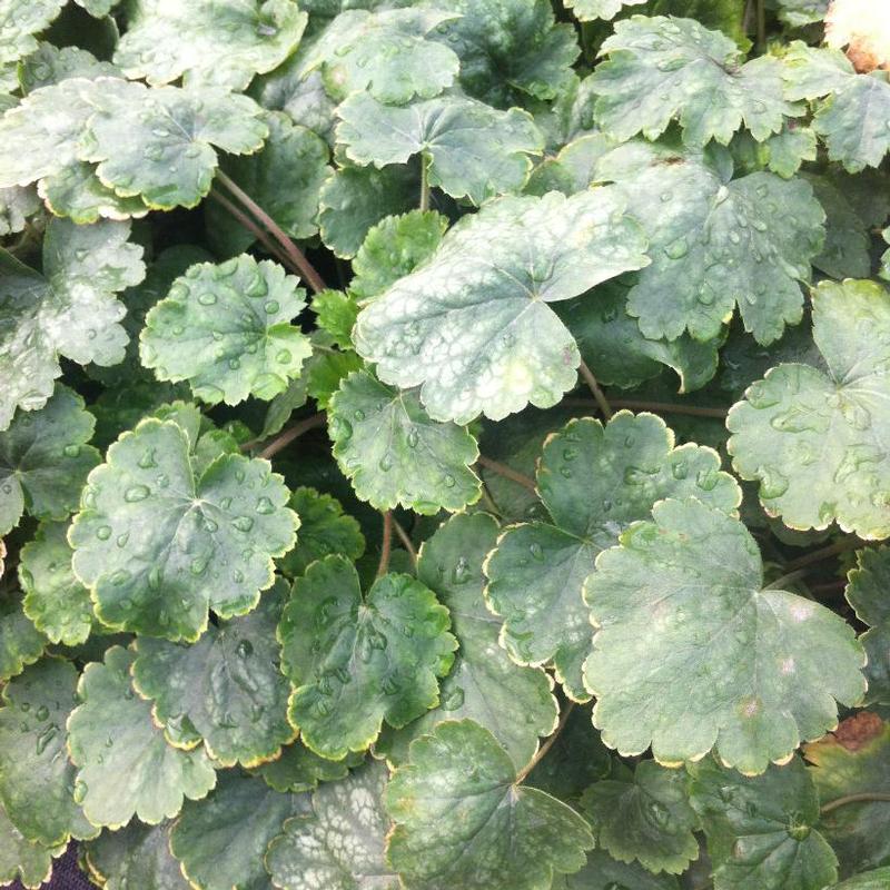 Heuchera sanguinea White Clouds