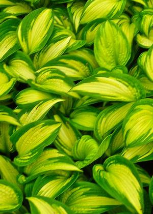 Hosta Brother Stefan